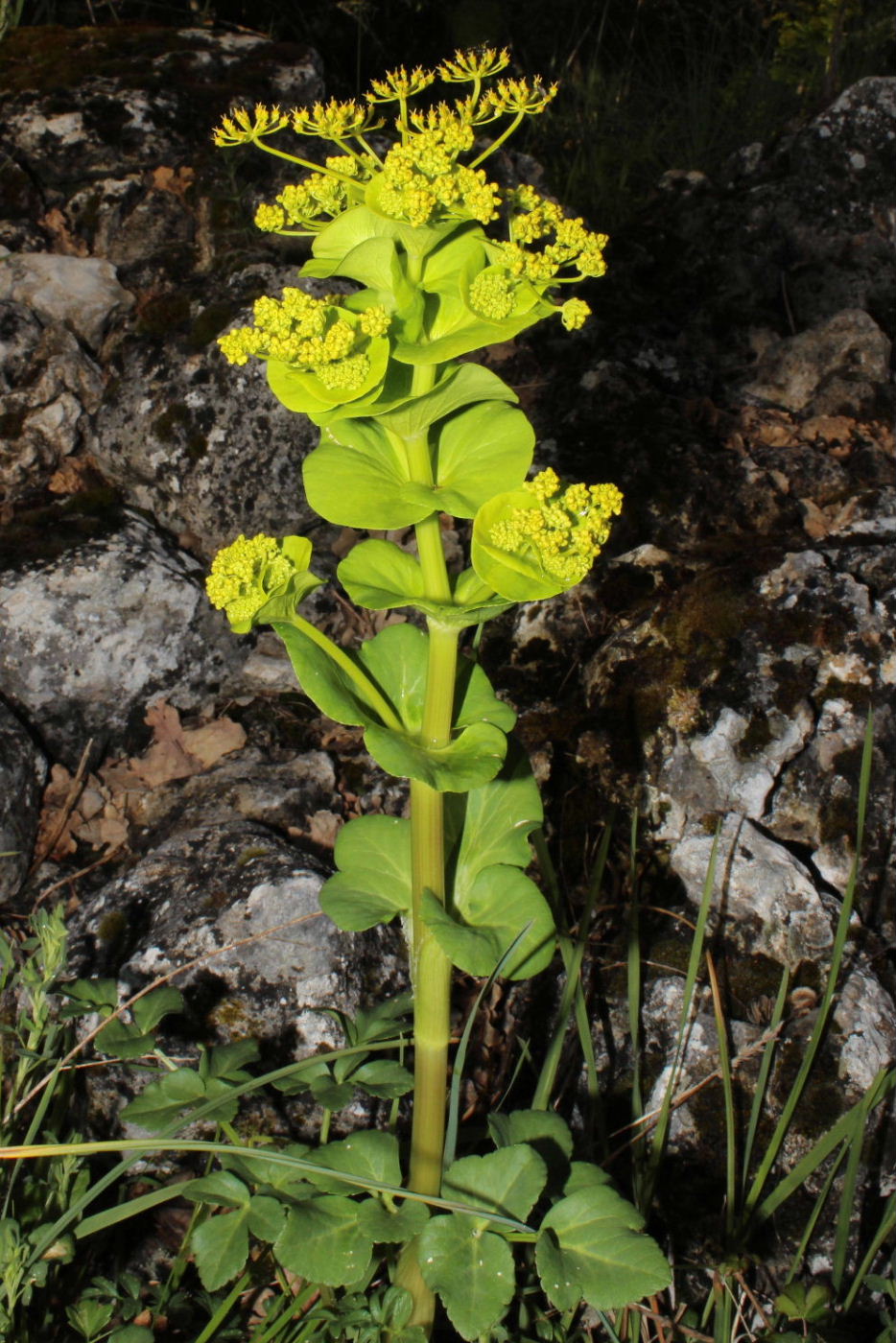 Smyrnium perfoliatum subsp. rotundifolium